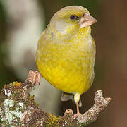 European Greenfinch