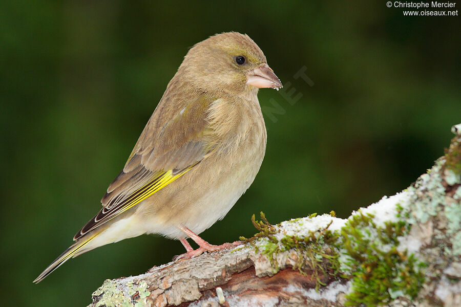 European Greenfinch