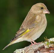 European Greenfinch