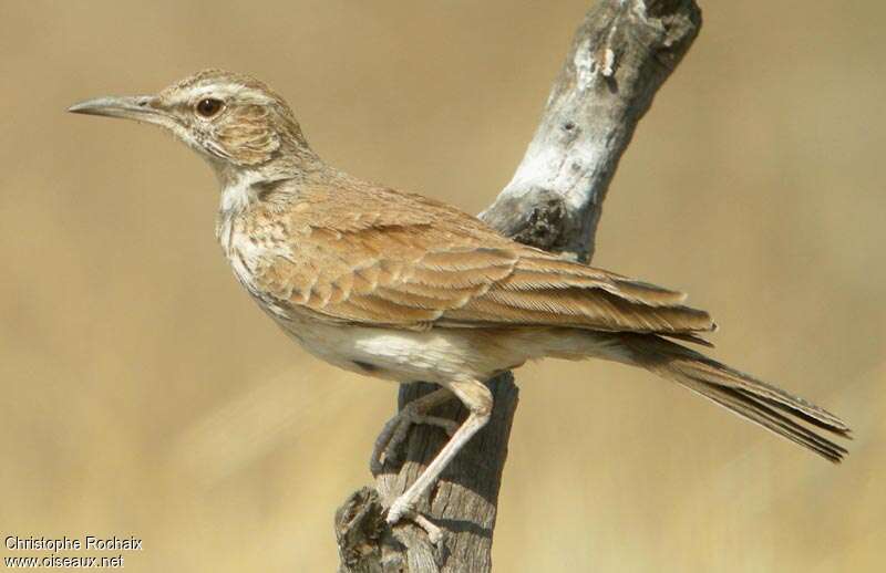 Benguela Long-billed Lark, identification