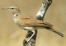 Benguela Long-billed Lark