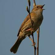 Dunnock