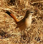 Kalahari Scrub Robin