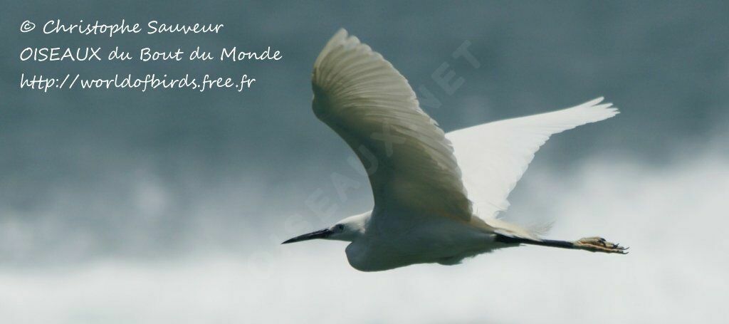 Little Egret, Flight