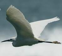 Aigrette garzette