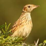 Rufous-naped Lark