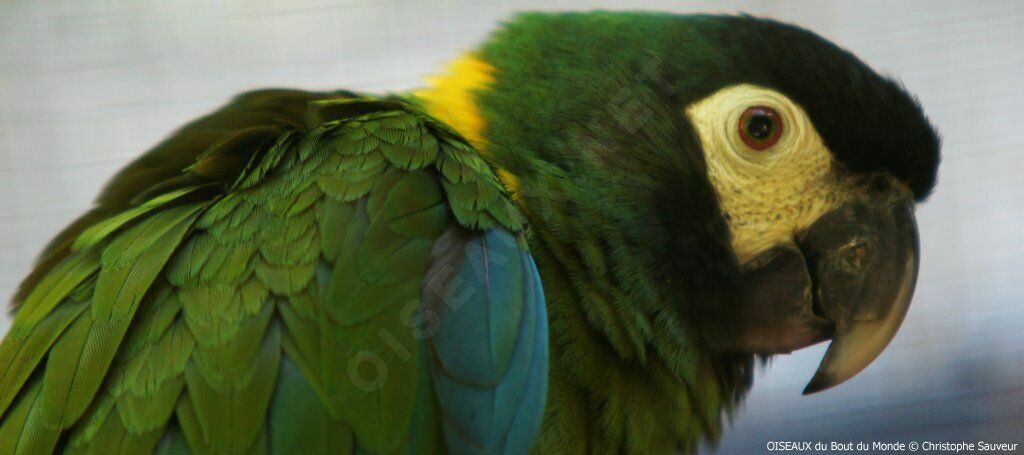 Golden-collared Macaw