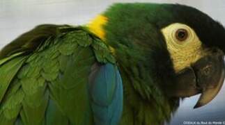 Golden-collared Macaw