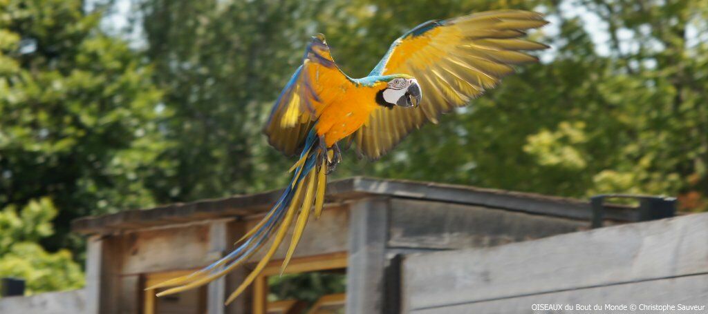 Blue-and-yellow Macaw