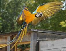 Blue-and-yellow Macaw