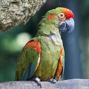 Red-fronted Macaw