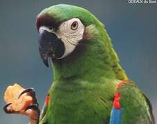 Chestnut-fronted Macaw