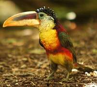 Curl-crested Aracari