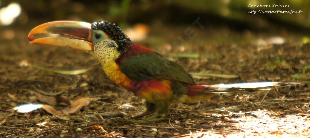 Curl-crested Aracari