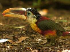 Curl-crested Aracari