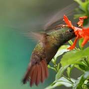 Buff-bellied Hummingbird