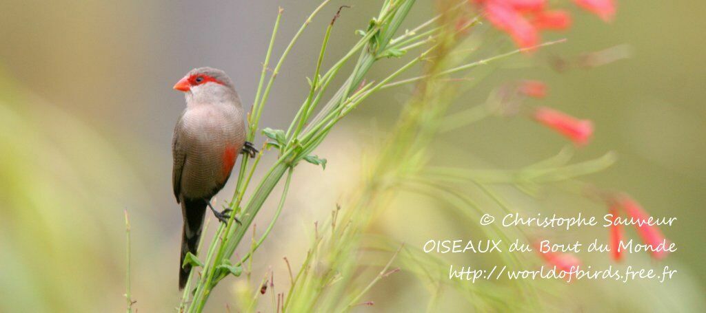 Common Waxbill, identification