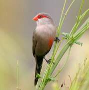 Common Waxbill