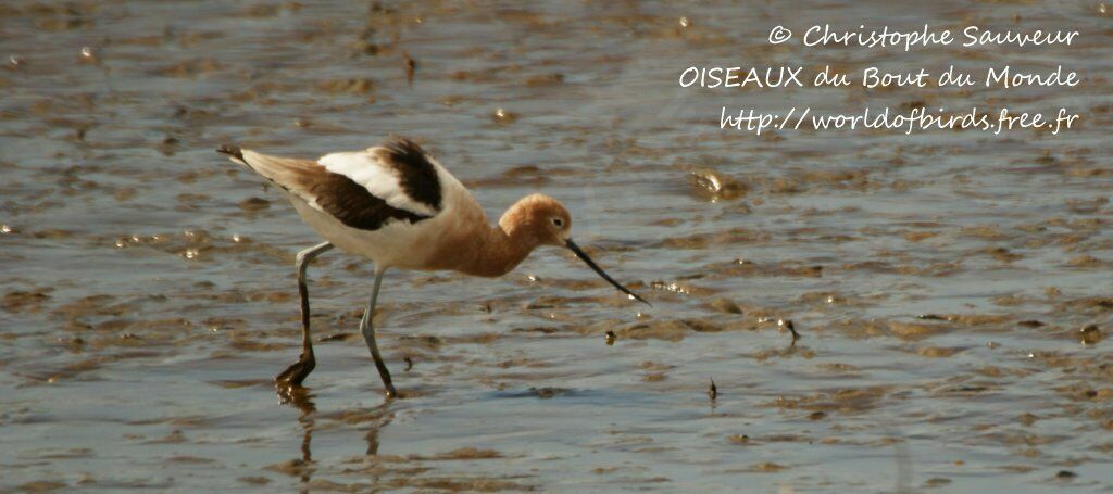 Avocette d'Amérique