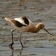 Avocette d'Amérique