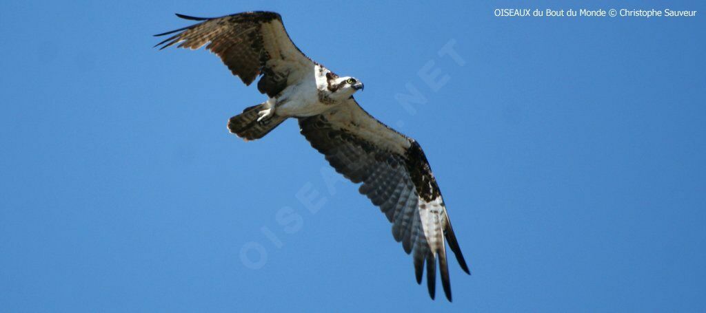 Western Osprey