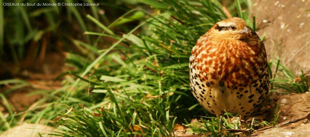 Mountain Bamboo Partridge