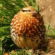 Mountain Bamboo Partridge