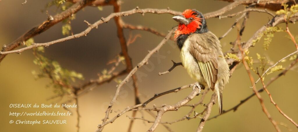 Black-collared Barbet, identification