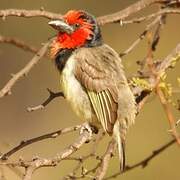 Black-collared Barbet