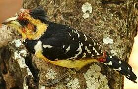 Crested Barbet