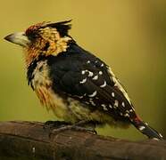 Crested Barbet