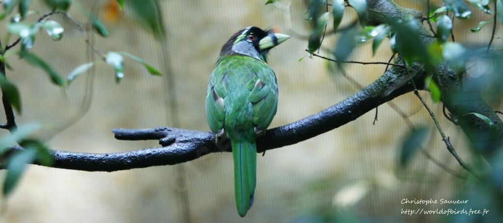 Fire-tufted Barbet