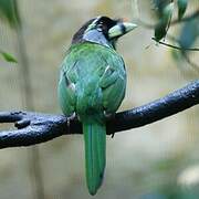 Fire-tufted Barbet