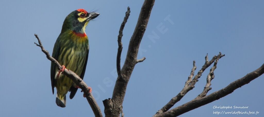 Coppersmith Barbet