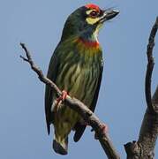 Coppersmith Barbet