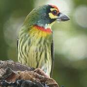 Barbu à plastron rouge