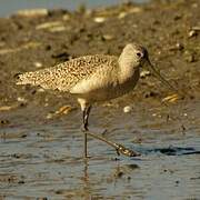 Marbled Godwit