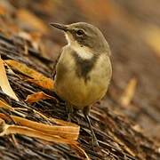 Cape Wagtail