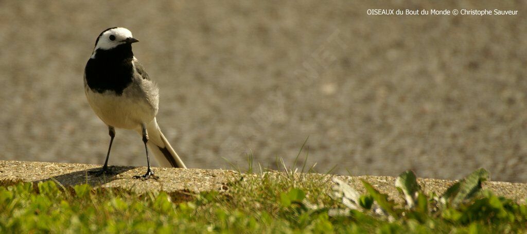 White Wagtail