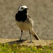 White Wagtail