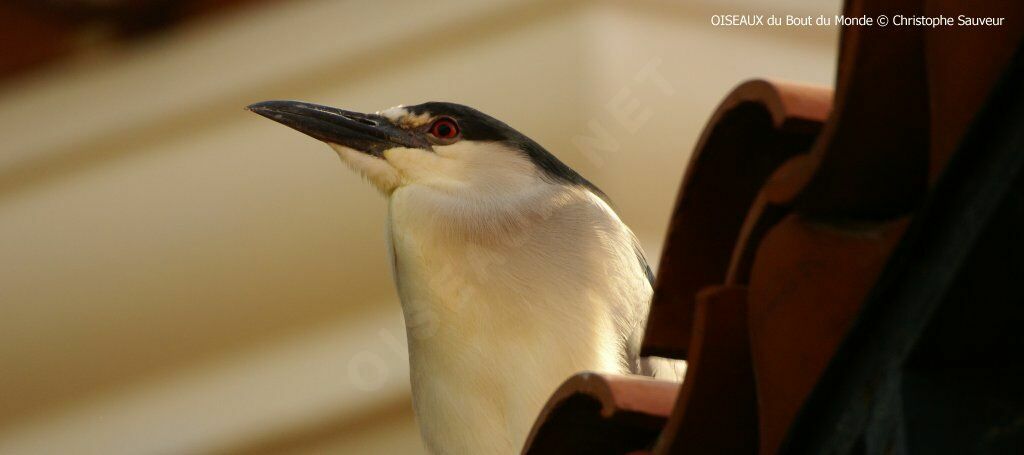 Black-crowned Night Heron