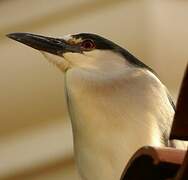 Black-crowned Night Heron