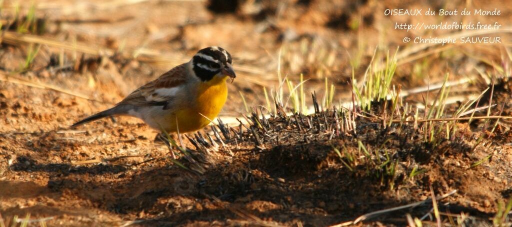 Golden-breasted Bunting male adult, identification