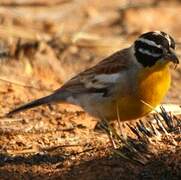 Golden-breasted Bunting