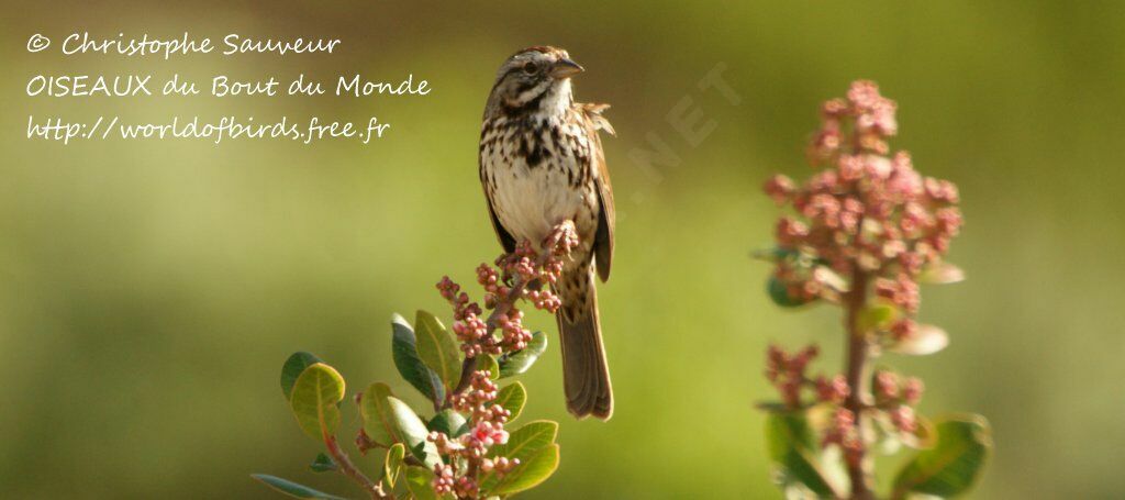 Song Sparrow