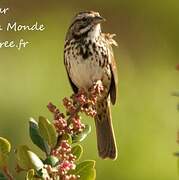 Song Sparrow