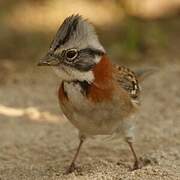 Rufous-collared Sparrow