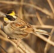 Yellow-throated Bunting