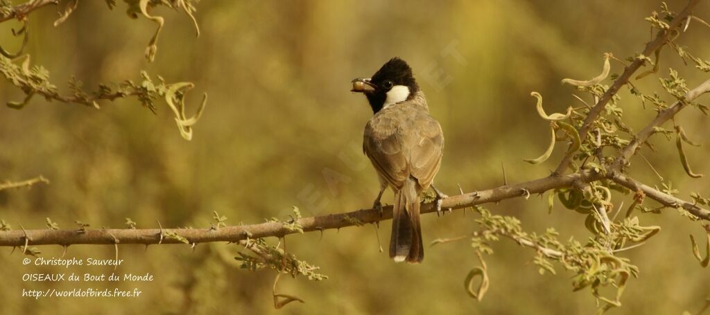 White-eared Bulbul