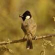 Bulbul à oreillons blancs